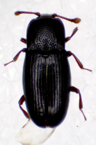 Cerylon sp.